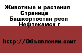  Животные и растения - Страница 10 . Башкортостан респ.,Нефтекамск г.